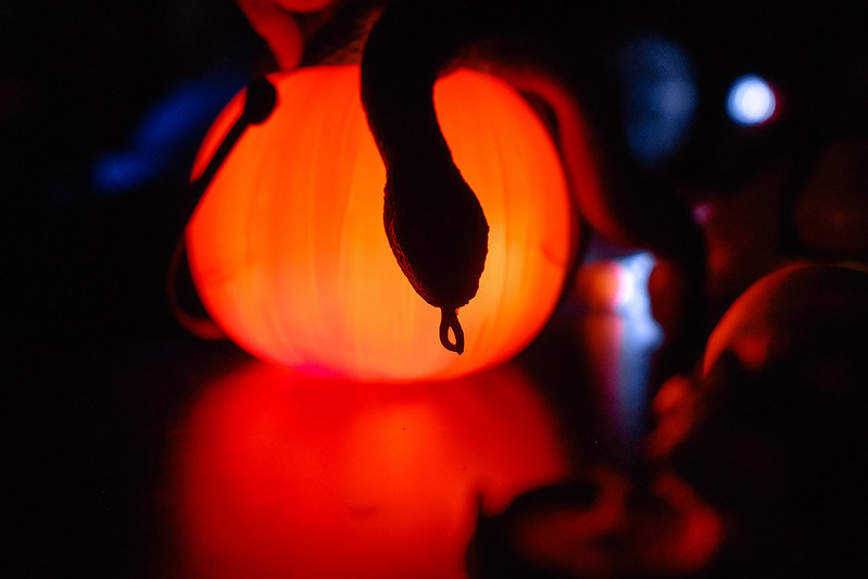 Украшение дома паутиной и летучими мышами к Хэллоуину в Sofia